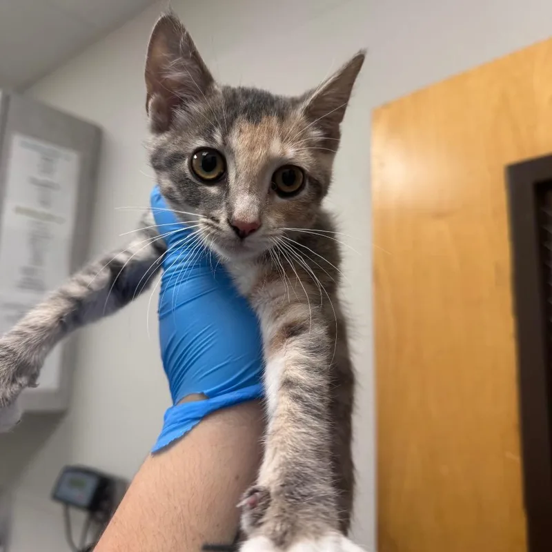 A baby small-sized female Gray / Blue / Silver Domestic Medium Hair cat named Caroline for adoption in Columbiana, AL