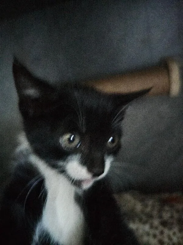 A baby medium-sized male Black & White / Tuxedo Tuxedo cat named Jinx for adoption in Kennewick, WA