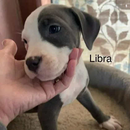 Libra