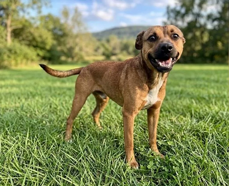 An adult medium-sized male Retriever dog named Tj for adoption in Pasadena, CA
