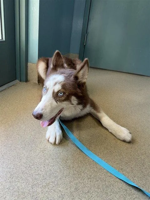 A baby medium-sized male Husky dog named Akshan for adoption in Holbrook, NY