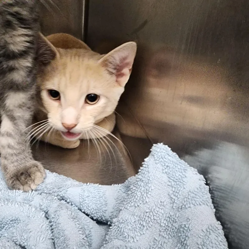 A baby small-sized male Orange / Red Domestic Short Hair cat named Dorrito for adoption in Bedford, NH