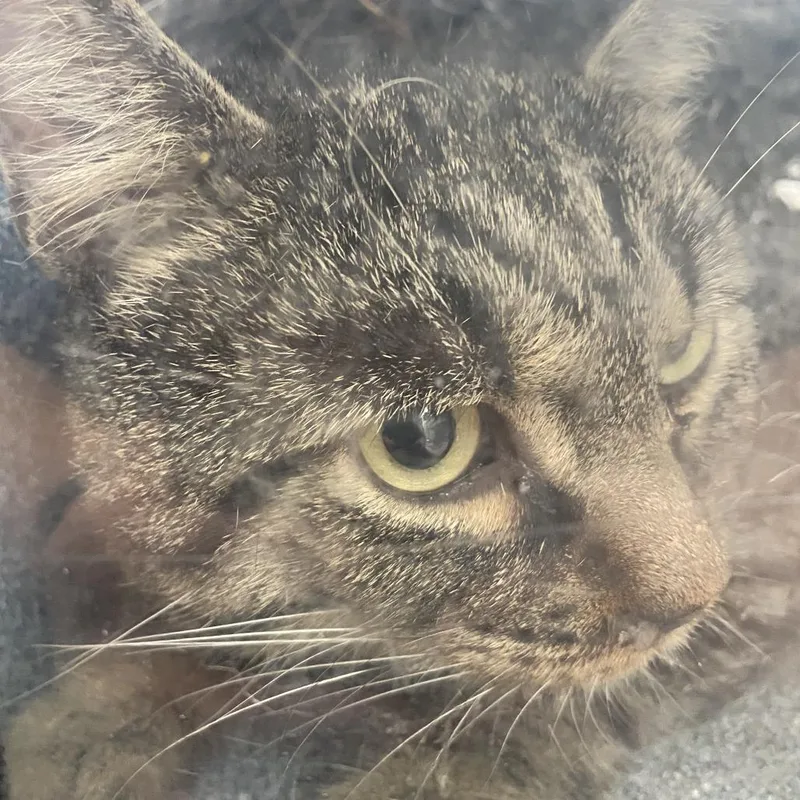 An adult large-sized male Domestic Short Hair cat named 72687 for adoption in Harrisonburg, VA