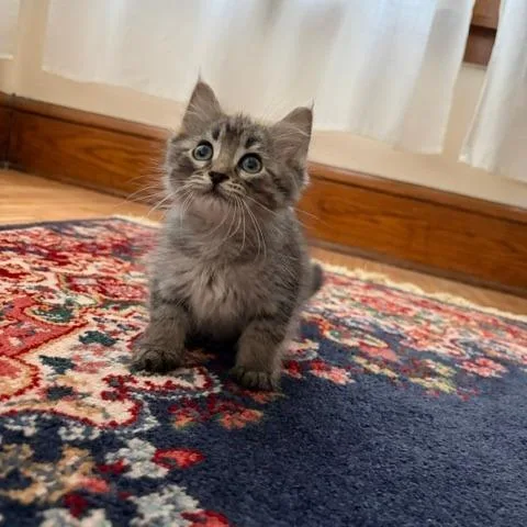A baby small-sized male Brown / Chocolate Domestic Medium Hair cat named Macaroni C for adoption in Minnetonka, MN
