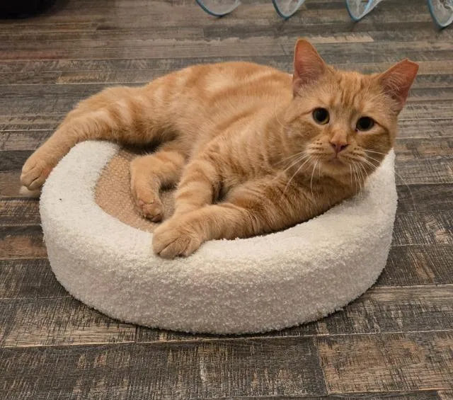 An adult medium-sized male Domestic Short Hair cat named Water Skis for adoption in Cincinnati, OH