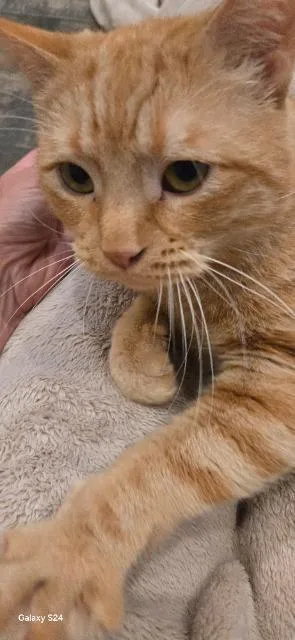 Water Skis thumbnail 2