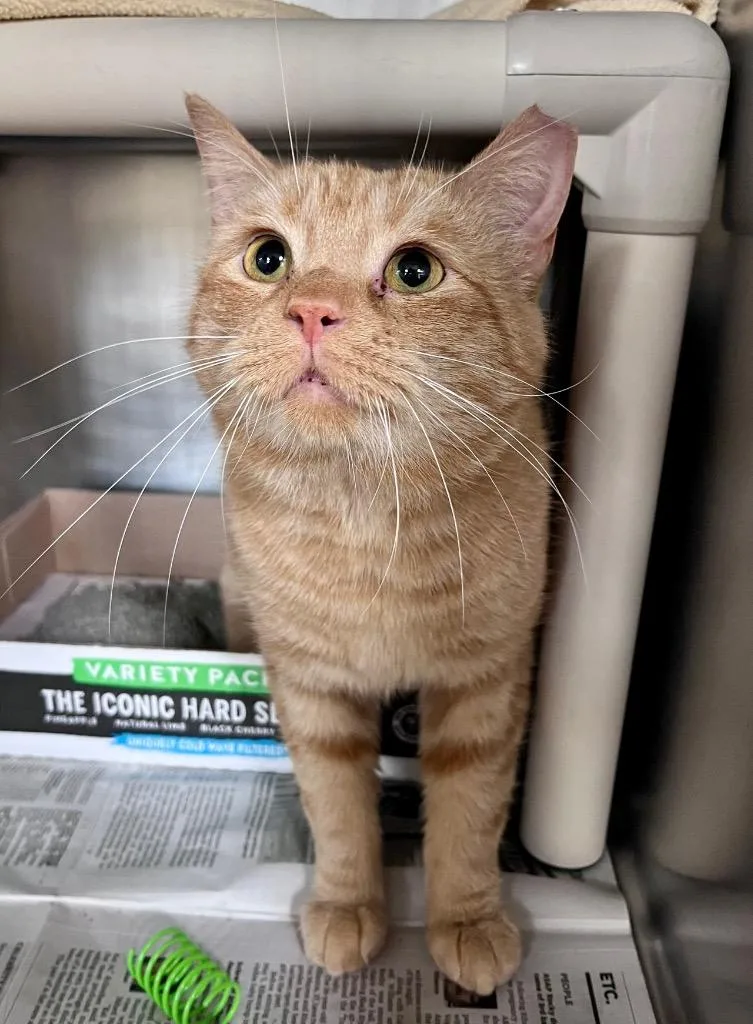 Water Skis thumbnail 3