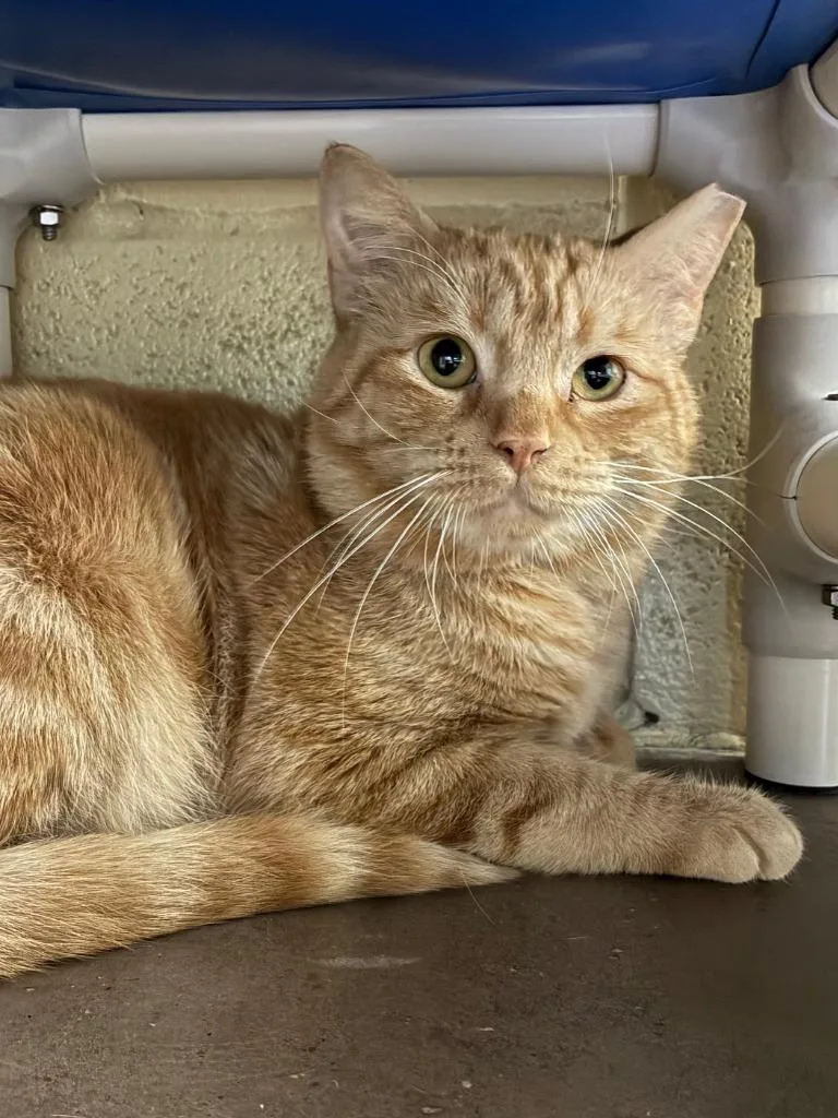 Water Skis thumbnail 4