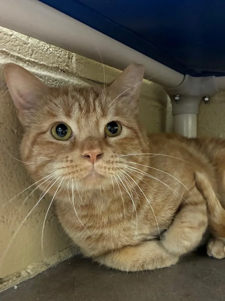 Water Skis thumbnail 5