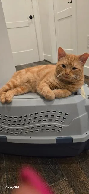 Water Skis thumbnail 6