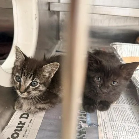 A baby small-sized female Black Domestic Short Hair cat named Grumpy for adoption in Long Beach, CA