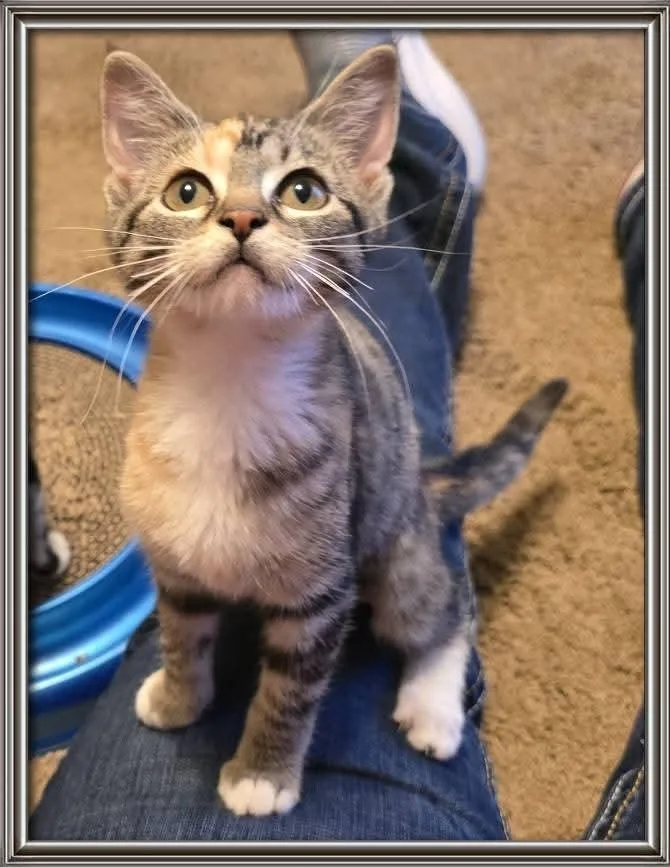 A baby medium-sized female Calico cat named Adeliade for adoption in Miami, OK