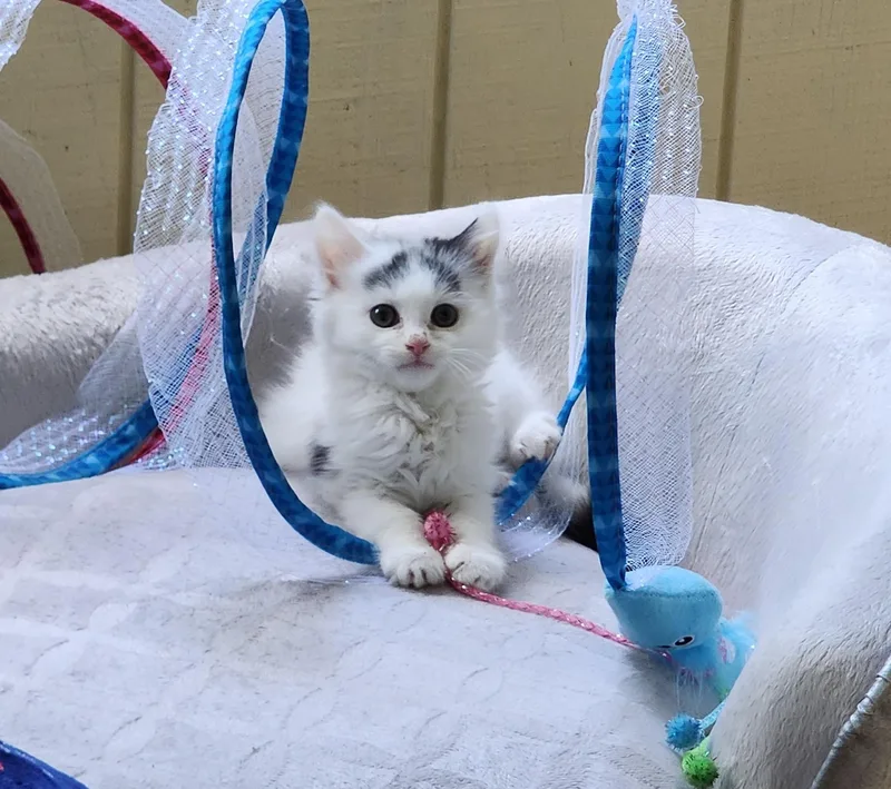 A baby medium-sized female Black & White / Tuxedo Domestic Long Hair cat named Vinka for adoption in Wayne, NJ