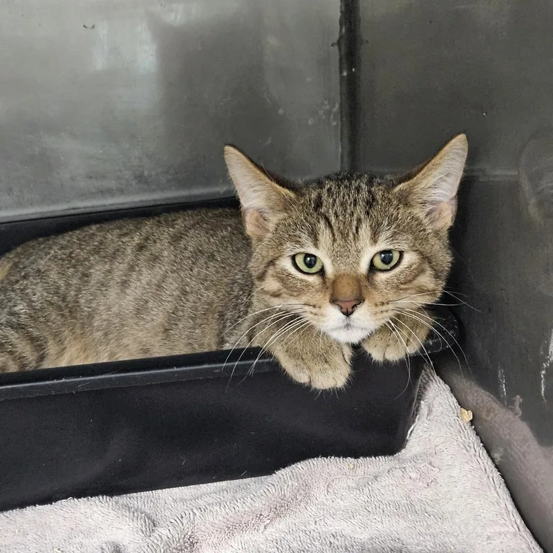A baby medium-sized male Brown / Chocolate Domestic Short Hair cat named Vader for adoption in Ridgely, MD