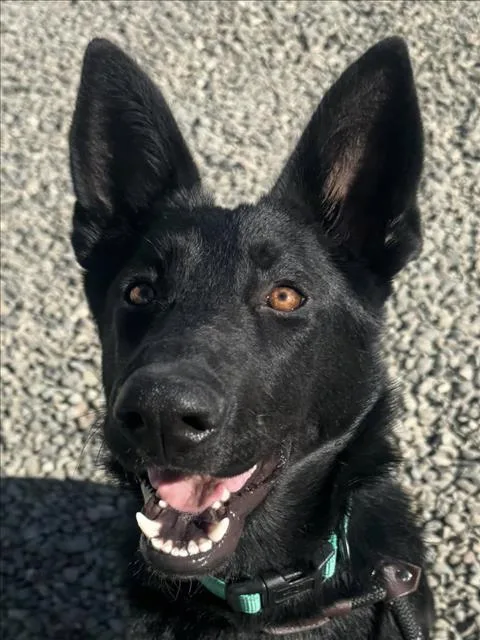 A young medium-sized female German Shepherd Dog dog named Kehlani for adoption in Woodland, CA