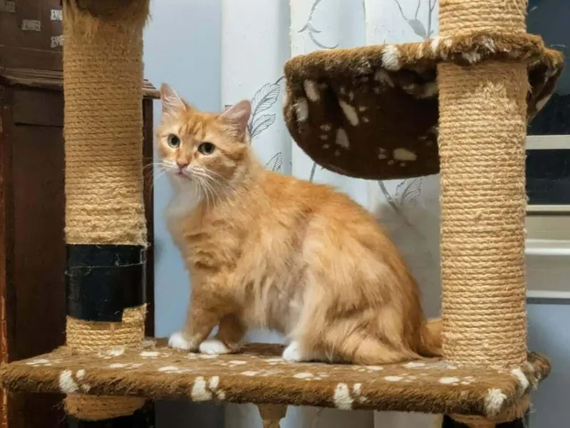 Croissant Jr thumbnail 2