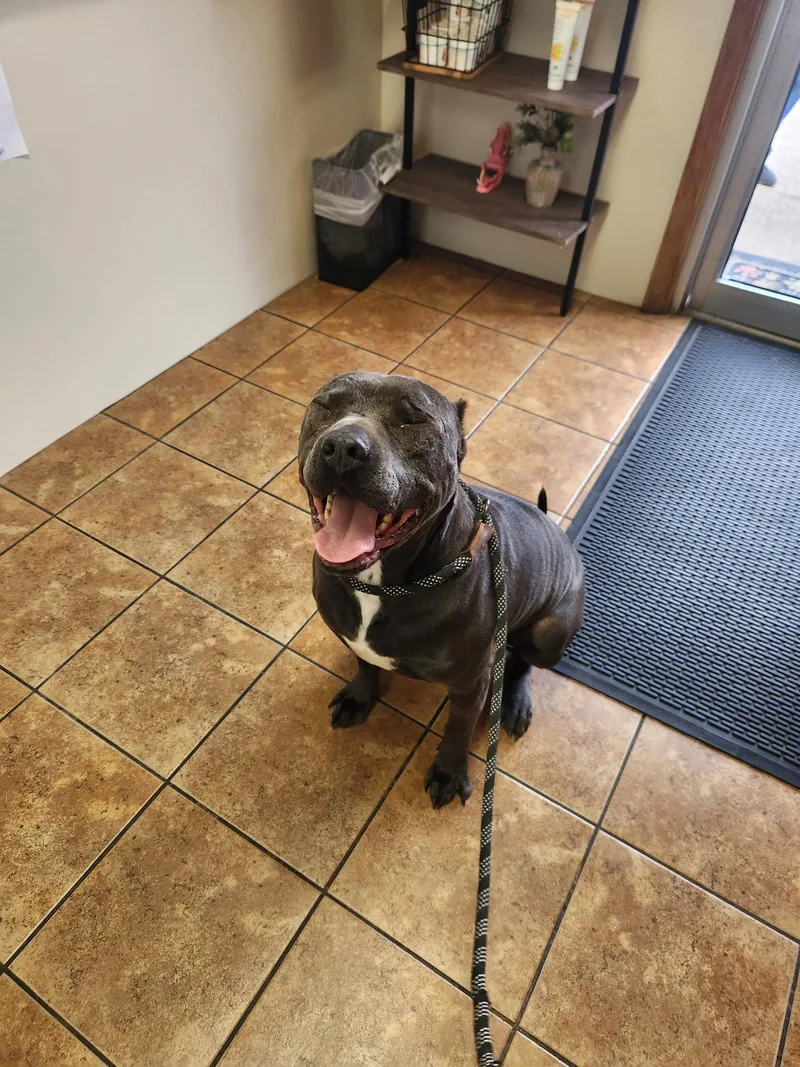 An adult medium-sized male American Staffordshire Terrier dog named Pari for adoption in Shreveport, LA