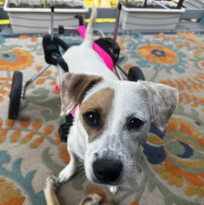 An adult small-sized female Terrier dog named Lorna for adoption in Long Island City, NY