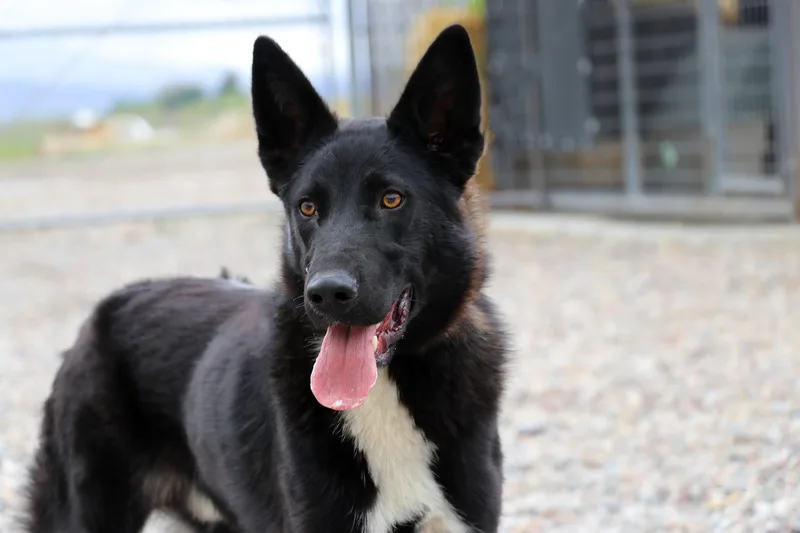 A baby medium-sized male Black Border Collie dog named Nimbus for adoption in Dillon, MT