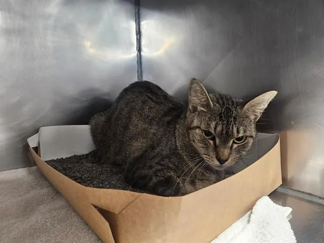 An adult medium-sized female Domestic Short Hair cat named Bbam for adoption in Panama City, FL