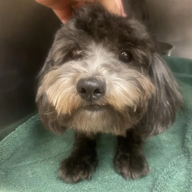 A young small-sized male Black Maltese dog named Tootsie for adoption in Columbus, GA