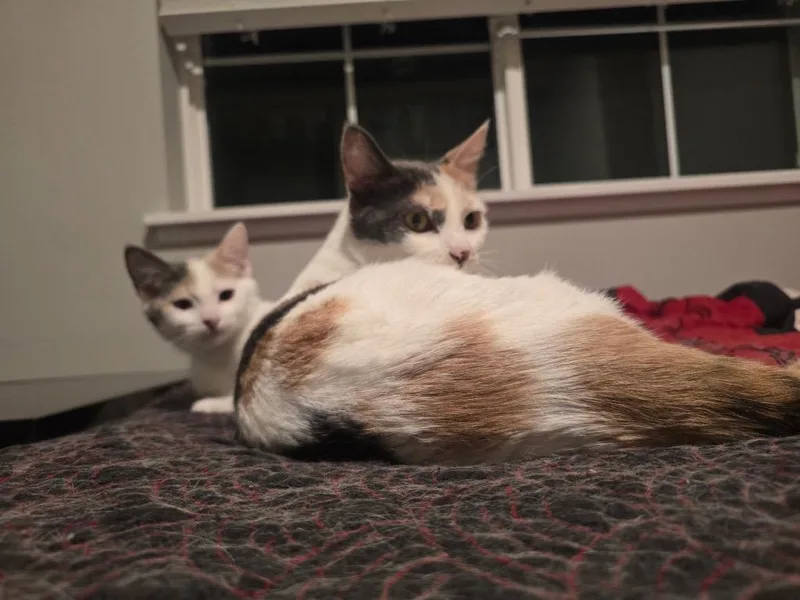 Momma And Tiny thumbnail 4