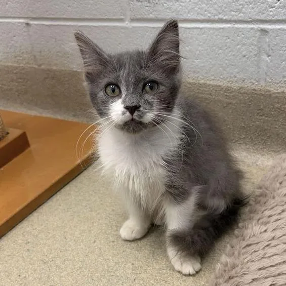 A baby small-sized female Domestic Medium Hair cat named Bunny for adoption in Marshall, VA