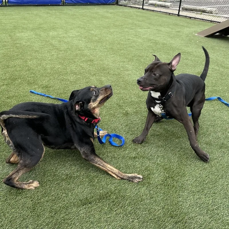 An adult medium-sized male Black Mixed Breed dog named Fozzy Bear for adoption in Philadelphia, PA