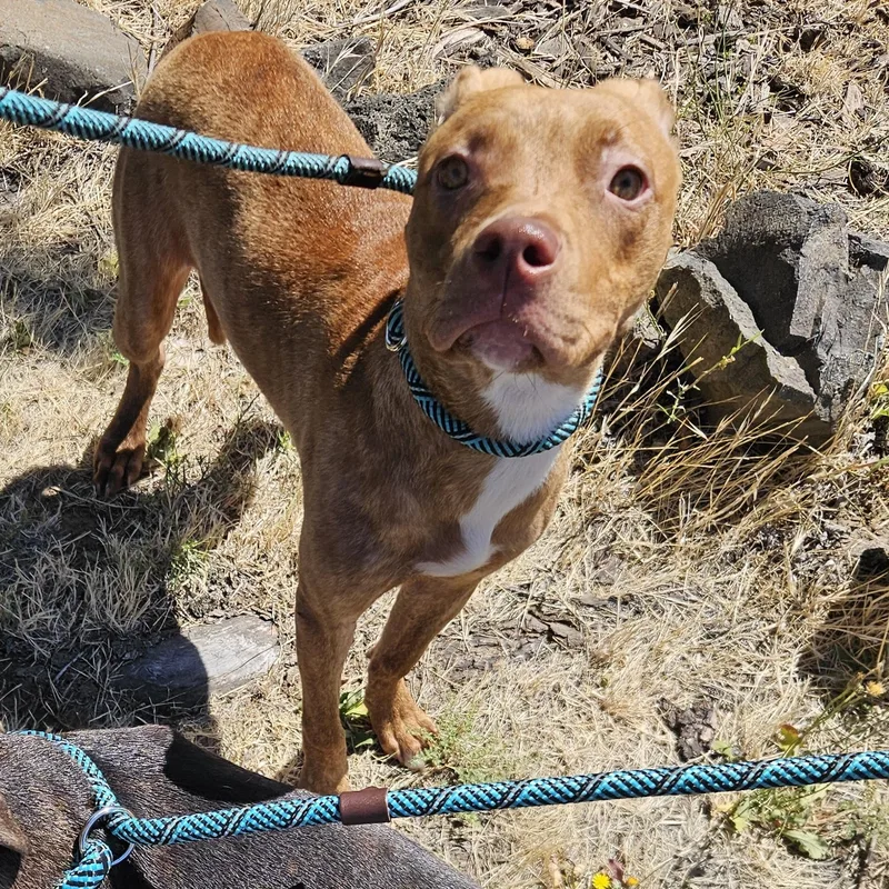 A baby medium-sized female Red / Chestnut / Orange Pit Bull Terrier dog named Butterfinger for adoption in The Dalles, OR