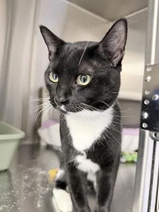 A baby medium-sized male Domestic Short Hair cat named Alfie for adoption in Venice, FL