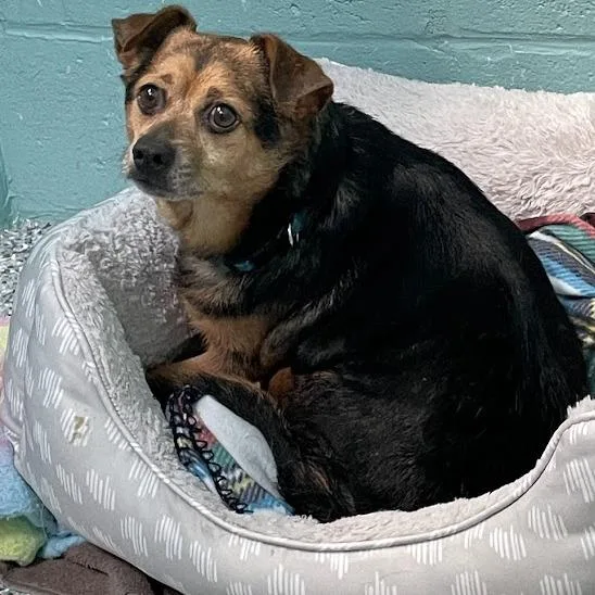 A senior small-sized male Brown / Chocolate Mixed Breed dog named Brotato Chip for adoption in Port Charlotte, FL