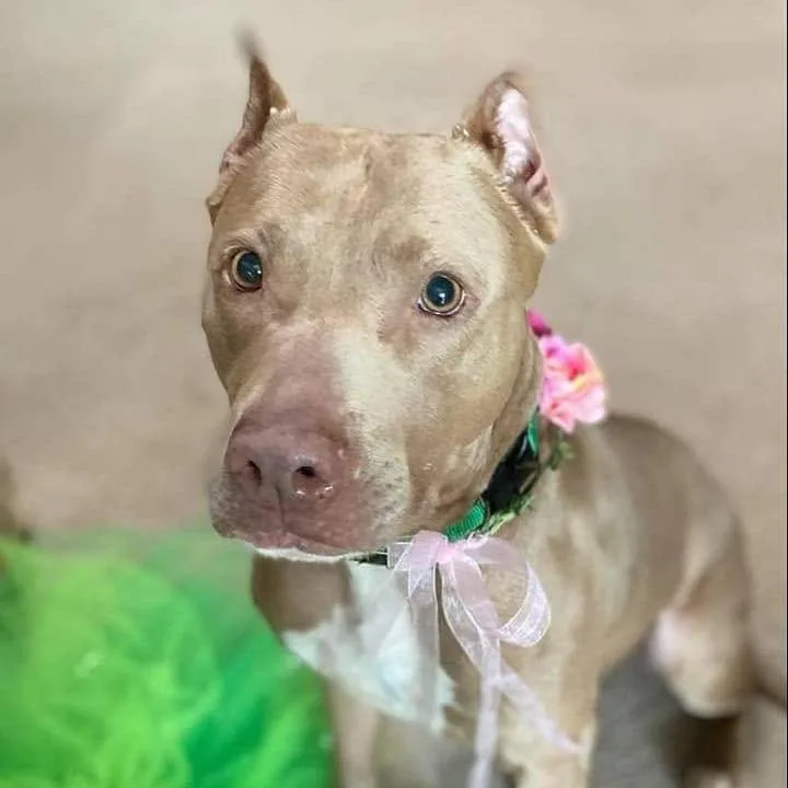 A senior medium-sized female Yellow / Tan / Blond / Fawn Pit Bull Terrier dog named Bellamy for adoption in Wichita, KS