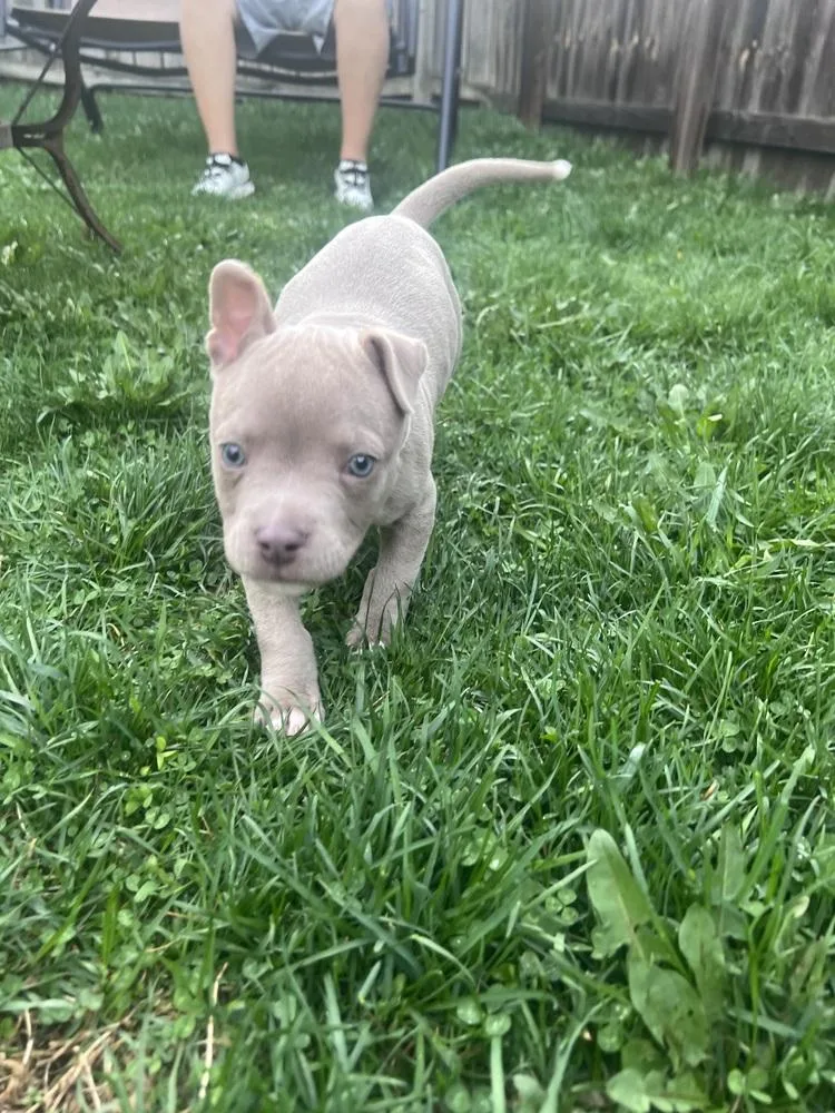 A baby medium-sized male Brown / Chocolate Mixed Breed dog named Ham for adoption in Clinton Township, MI