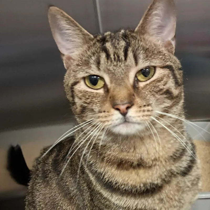 An adult large-sized female Brown / Chocolate Domestic Short Hair cat named Johannah for adoption in Wilmington, DE