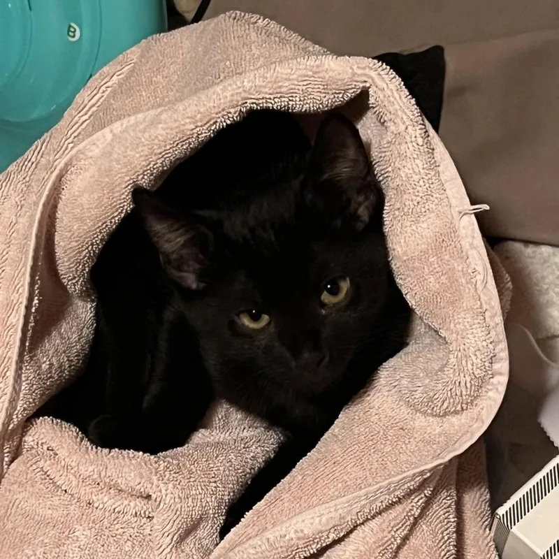 Bagheera