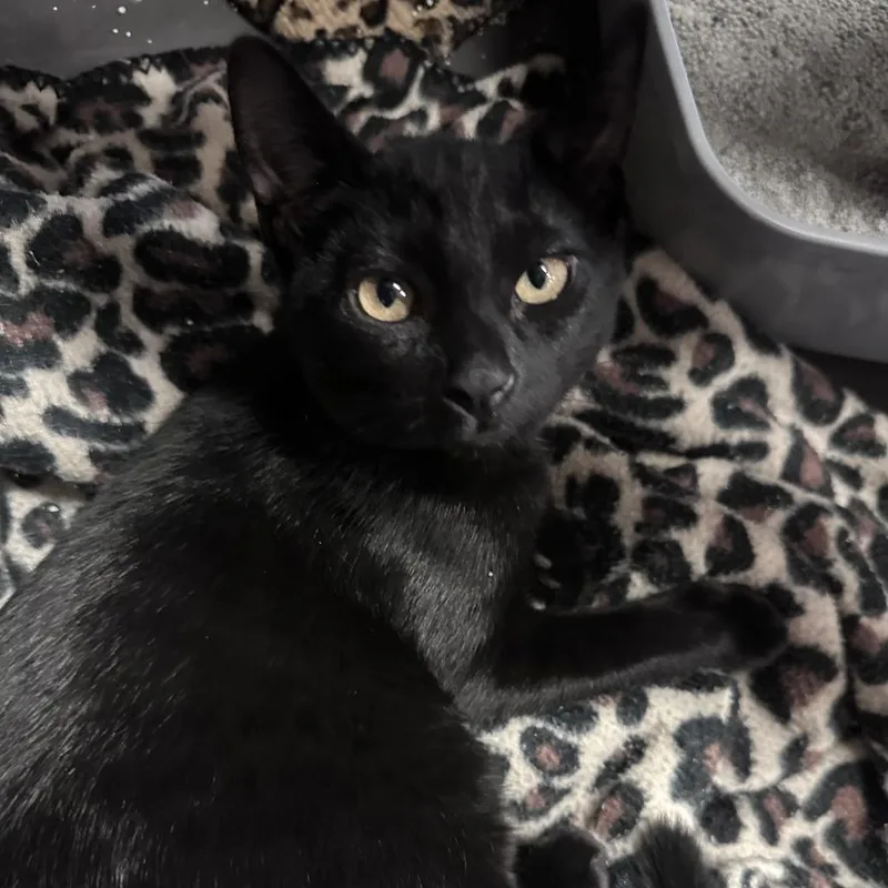 Bagheera thumbnail 3