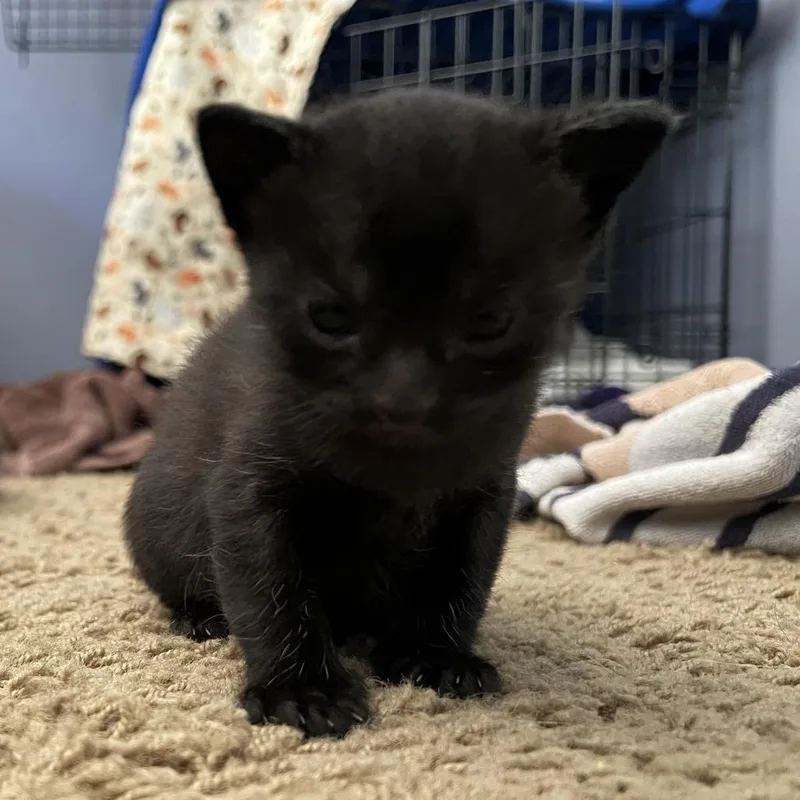 Bagheera thumbnail 4