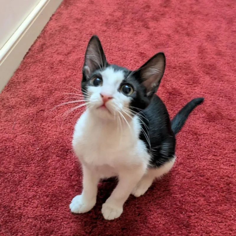 A baby small-sized male Black Domestic Short Hair cat named Poker Chip for adoption in Ashland, VA
