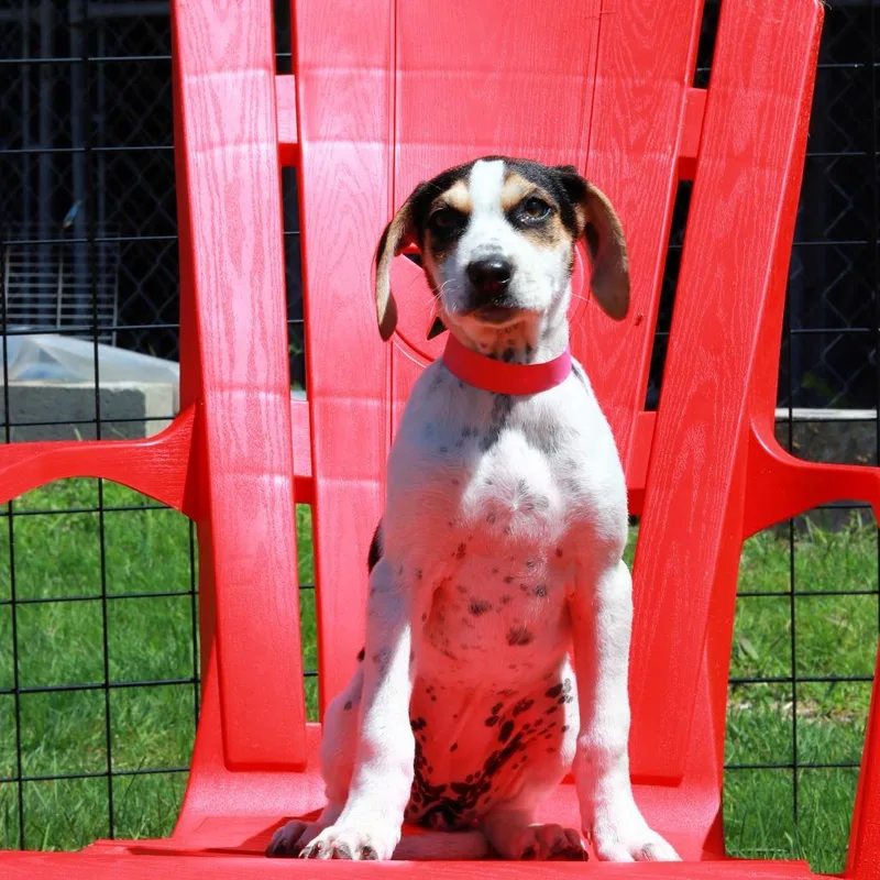 A baby medium-sized female Black Hound dog named Ct Shania for adoption in Eastford, CT
