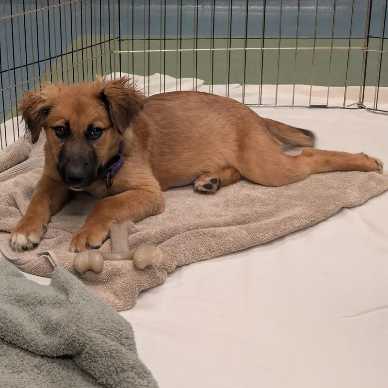 A baby small-sized female Brown / Chocolate Mixed Breed dog named Scarlett for adoption in Naples, FL