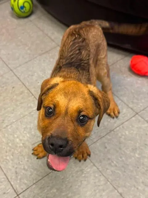 A baby large-sized male Brown / Chocolate Rottweiler dog named Gator for adoption in Chardon, OH