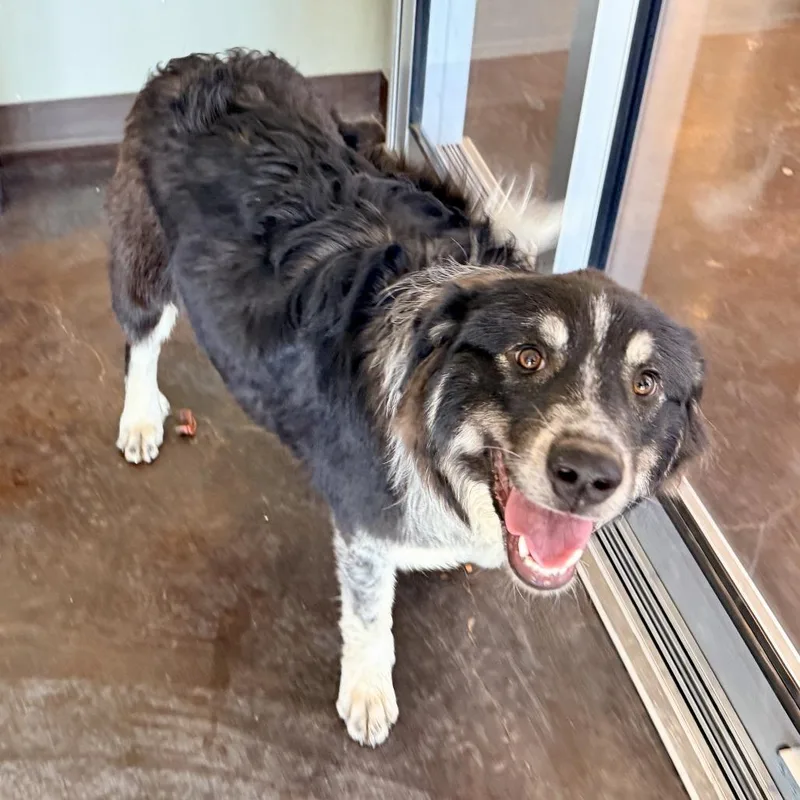 A young medium-sized female Black Great Pyrenees dog named Coconut for adoption in Rifle, CO