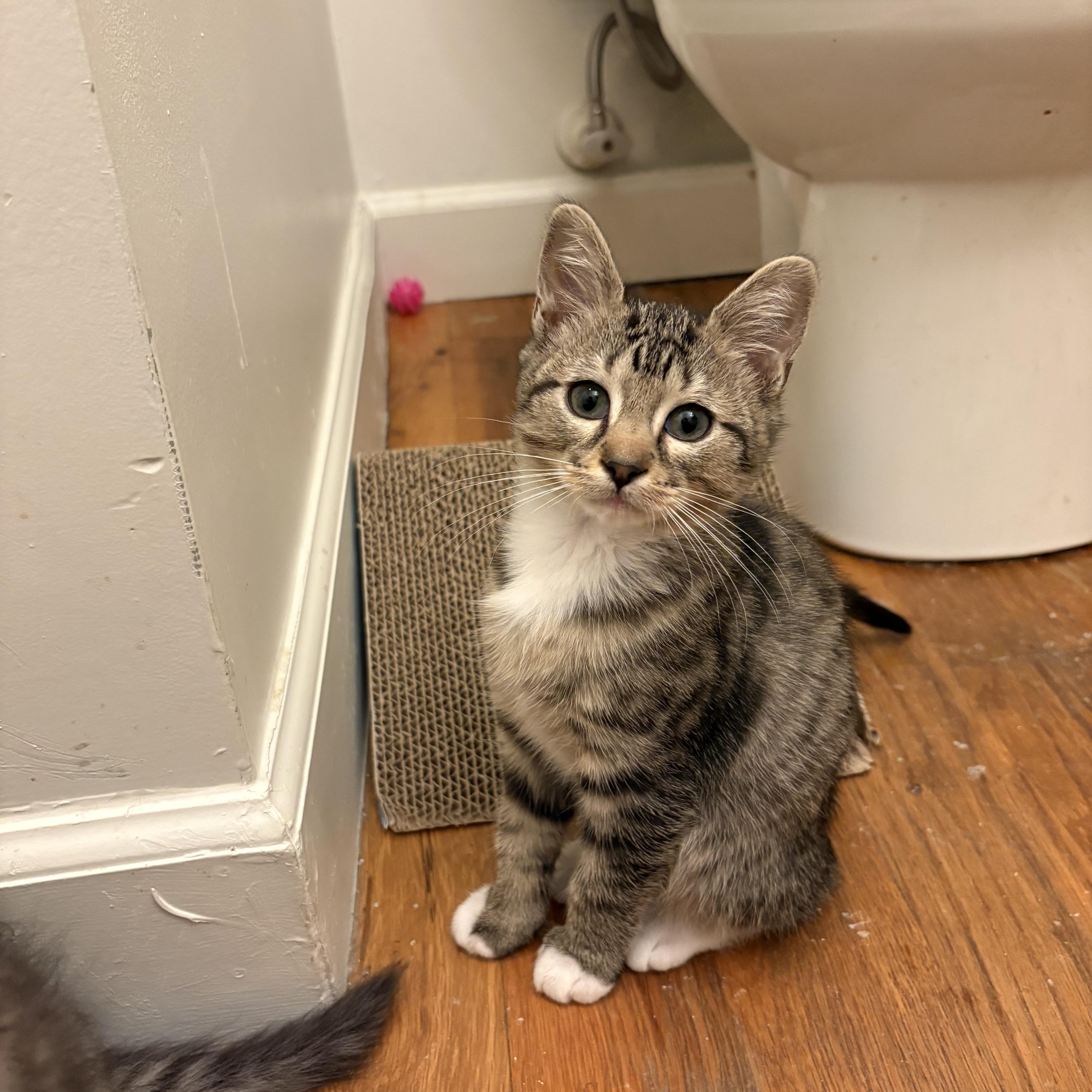 Dutch Elm Disease  thumbnail 2