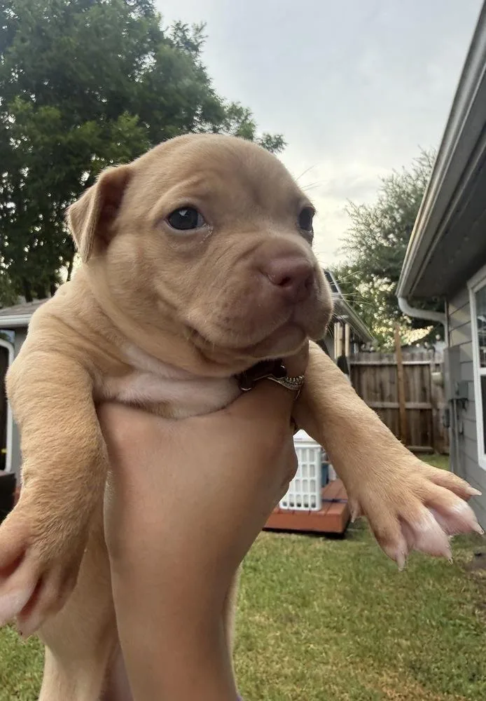 A baby medium-sized female Pit Bull Terrier dog named Peach for adoption in Aurora, CO