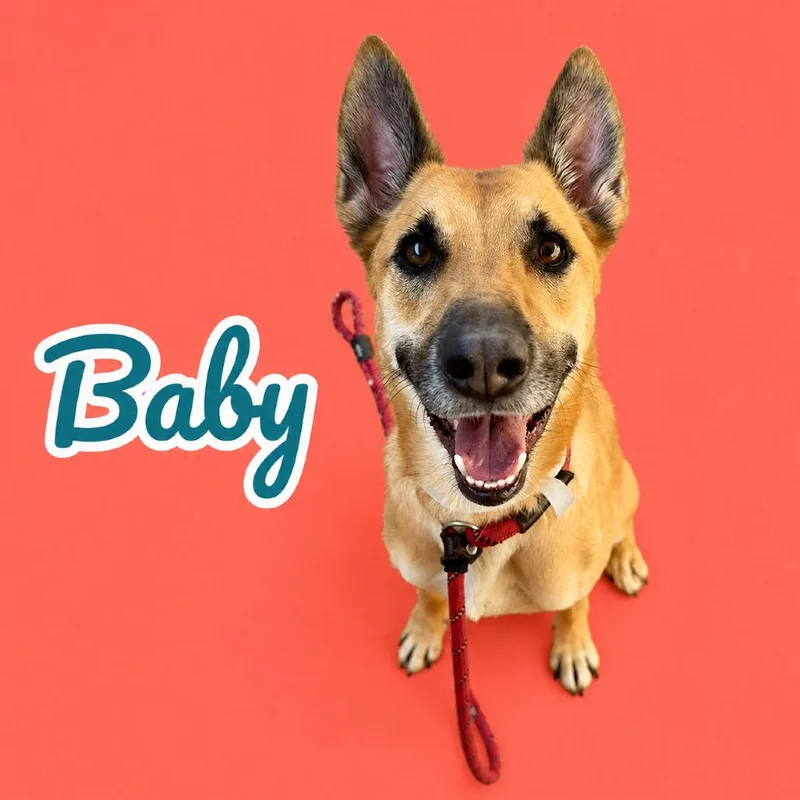 An adult medium-sized female Black German Shepherd Dog dog named Baby for adoption in Scottsdale, AZ