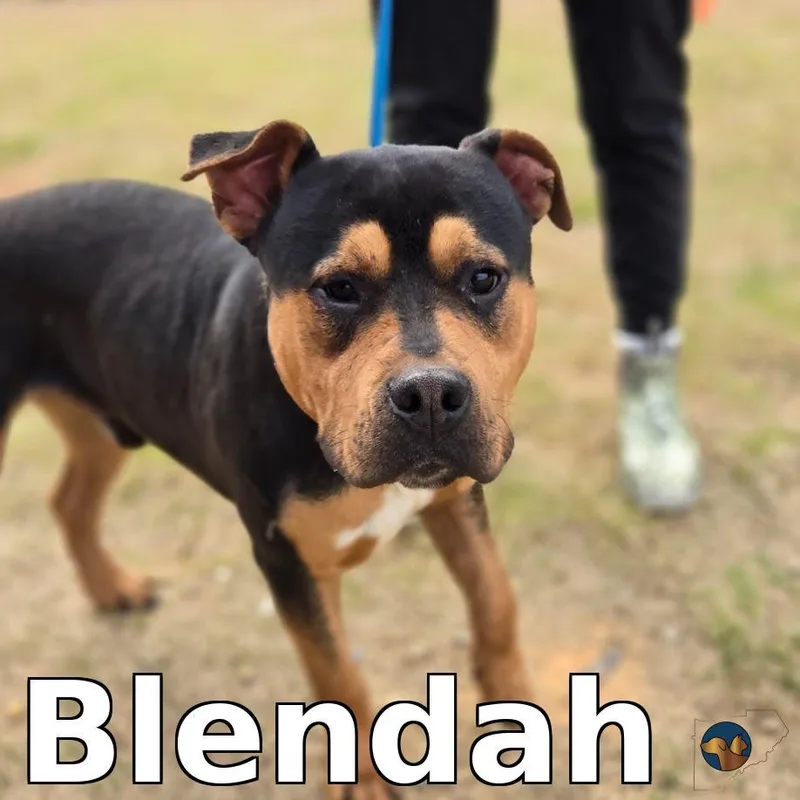 A young medium-sized male Mixed Breed dog named Bear for adoption in Douglasville, GA
