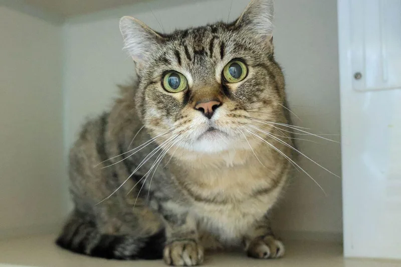 A senior small-sized male Domestic Short Hair cat named Jack for adoption in Loveland, CO
