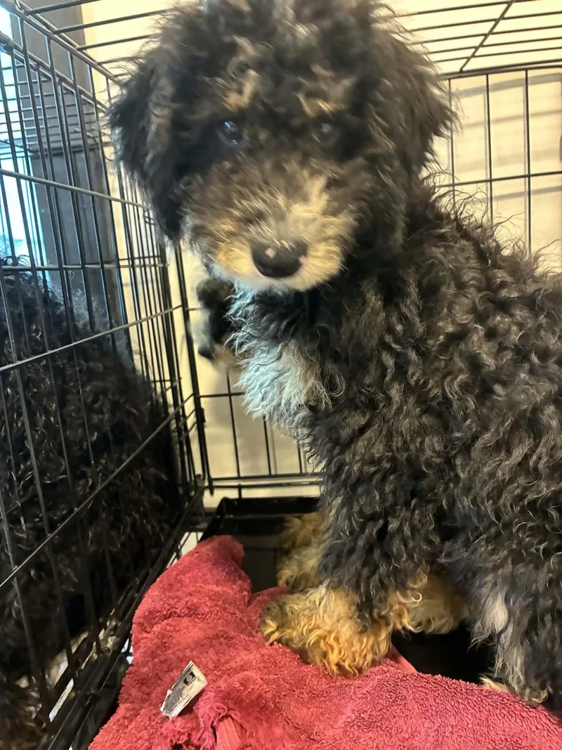 A baby medium-sized male Bernese Mountain Dog dog named Tristen for adoption in Havertown, PA