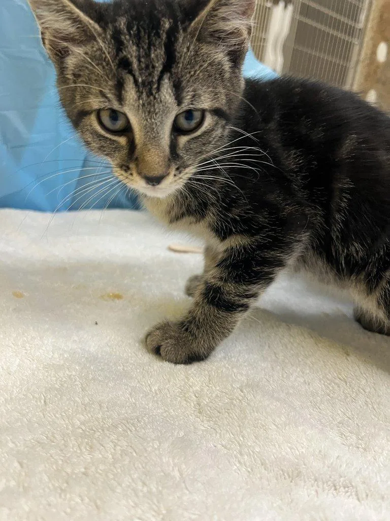 A baby small-sized male Tabby (Gray / Blue / Silver) Domestic Short Hair cat named Tails for adoption in Raleigh, NC