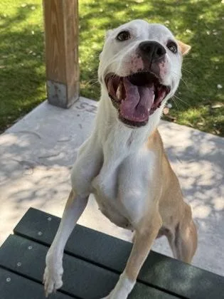 An adult large-sized female Mixed Breed dog named Akira for adoption in Daytona Beach, FL